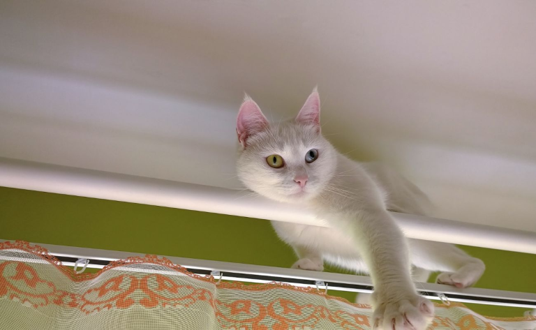 Dining Room Curtains